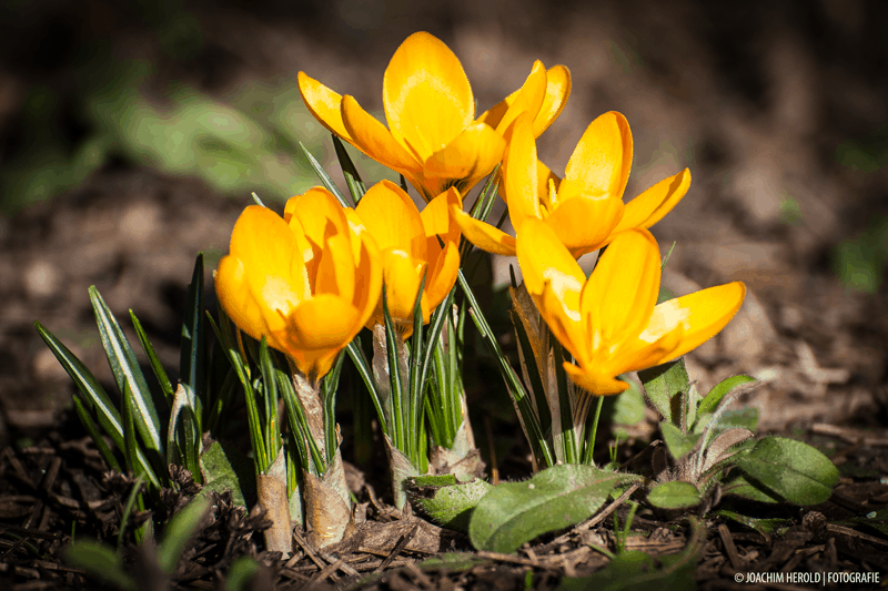 Krokus, focal length