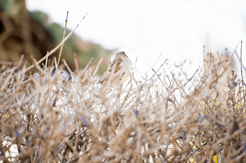  sparrow on the hedge, instant, moment