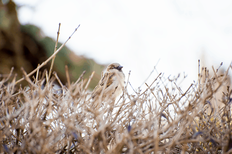 sparrow on the hedge 2, instant, moment