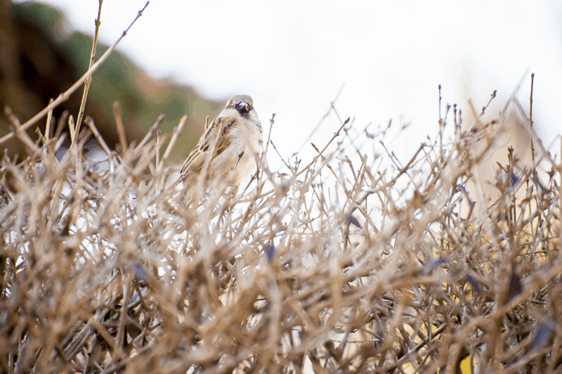 sparrow on the hedge 3, instant, moment